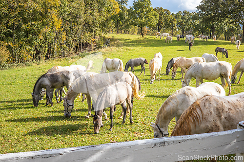 Image of Group of horses grazing in a green field in a rural area, surrounded by plants and grass in the ecoregion of Lipica, Slovenia
