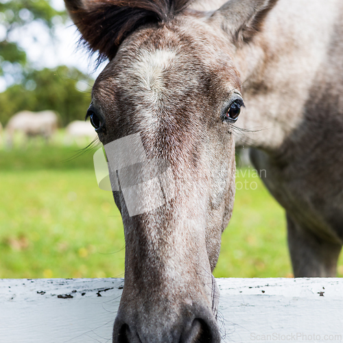 Image of Close up of a horses snout over a white fence in grassland