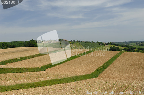 Image of Tuscan Field