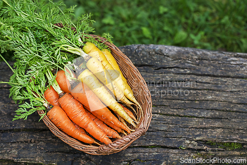 Image of Carrot