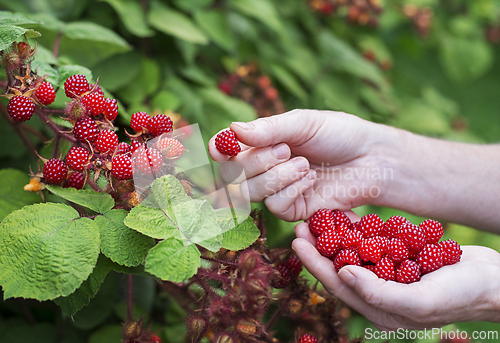 Image of Raspberry harvest wineberry