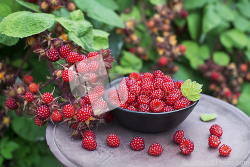 Image of Raspberry harvest wineberry