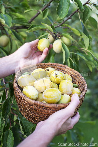 Image of Plum harvest