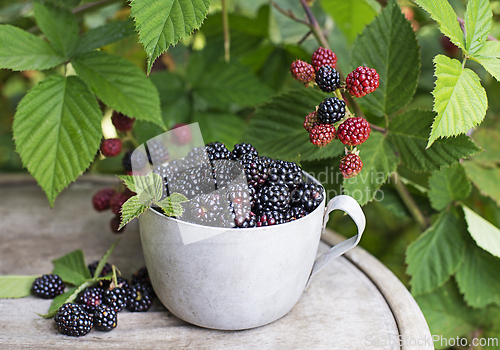 Image of Blackberry