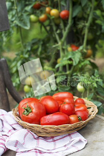 Image of Harvesting tomatoes