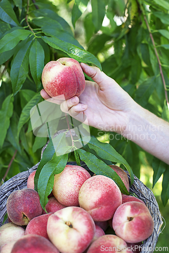 Image of Peaches harvest