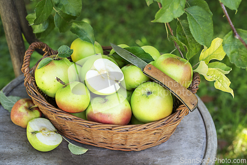 Image of Apple harvest