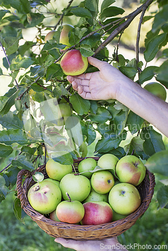 Image of Apple harvest hands