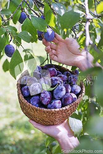 Image of Plum harvest