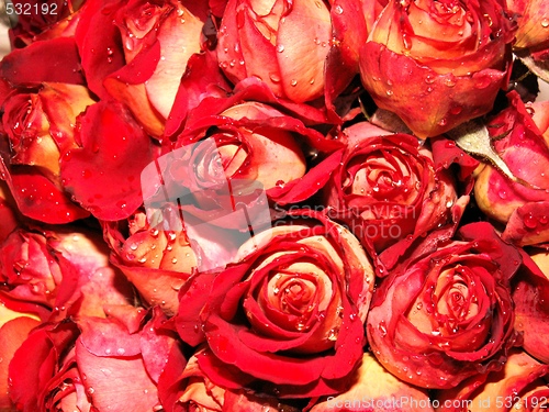 Image of red roses