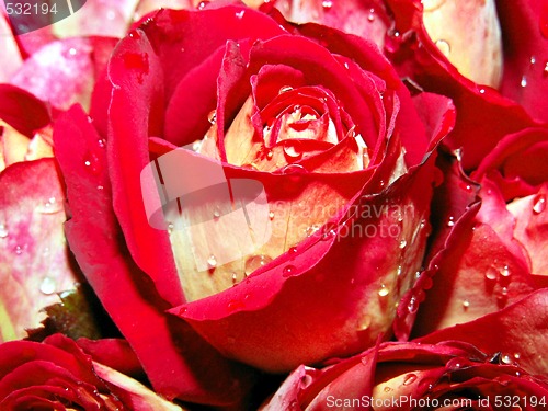 Image of red roses