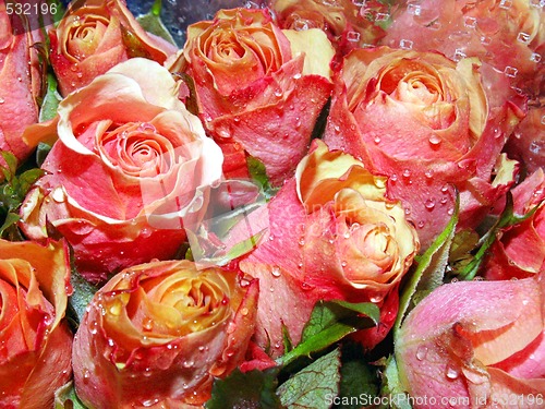 Image of roses