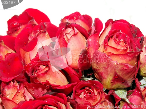 Image of red roses