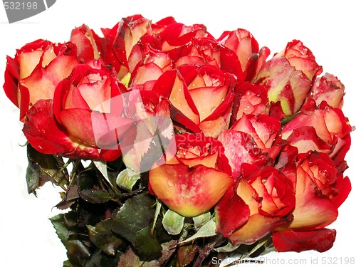 Image of roses