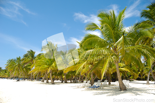 Image of Tropical beach. The Dominican Republic, Saona Island