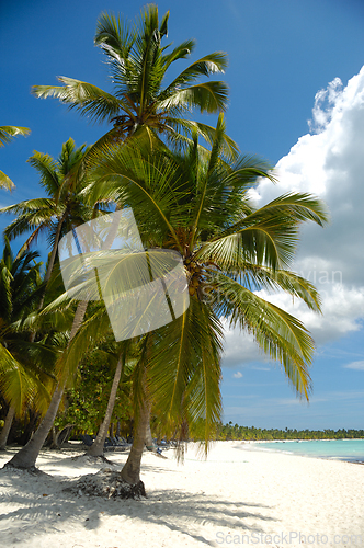 Image of Tropical beach. The Dominican Republic, Saona Island