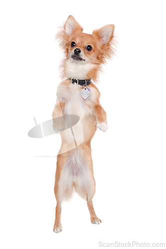 Image of chihuahua dog is standing on a white background