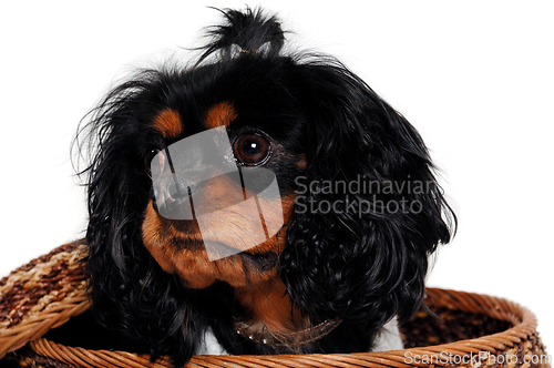 Image of Sad Cavalier King Charles Spaniel dog in a basket