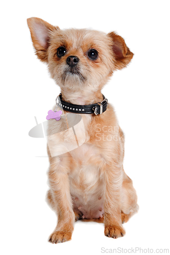 Image of Happy yorkshireterrier dog sitting, taken on a white background