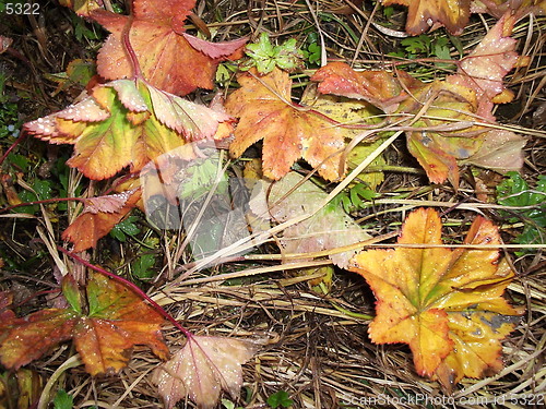 Image of Leafs