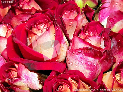 Image of red roses