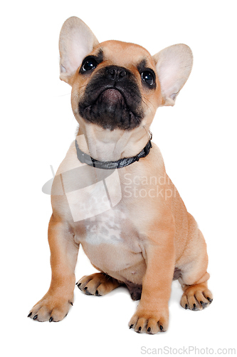 Image of Sad french puppy bulldog is sitting on at clean white background