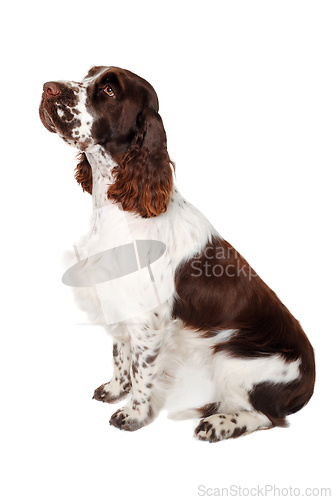 Image of Sad English Springer Spaniel dog taken on at clean white backgro