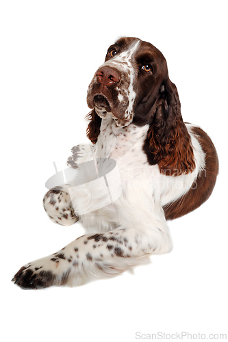 Image of Sad English Springer Spaniel dog taken on at clean white backgro