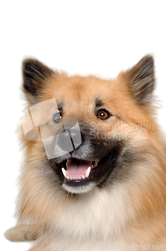 Image of Happy Eurasier dog