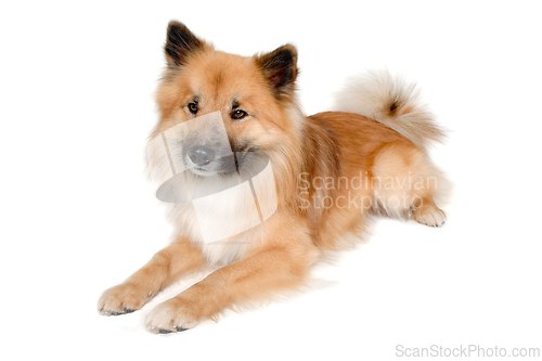 Image of Eurasier dog isolated