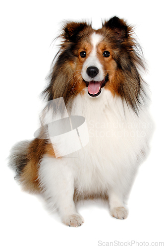 Image of Happy shetland sheepdog taken on at clean white background