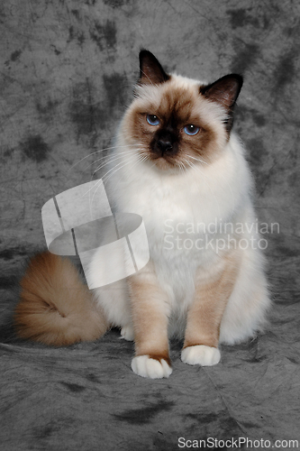 Image of Sad Holy Birman cat sitting