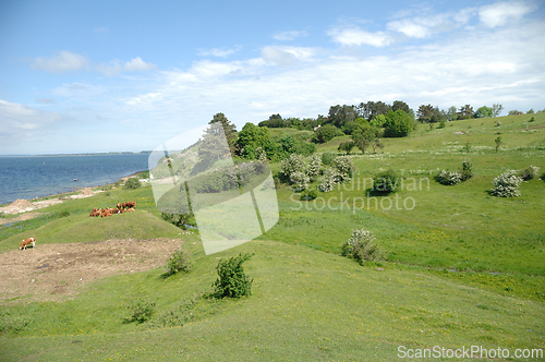 Image of Cows and green landscape