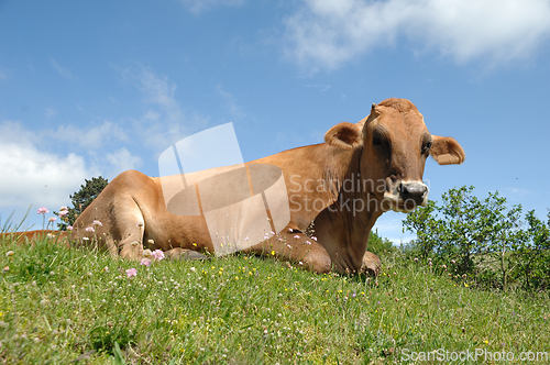 Image of Sweet cow resting