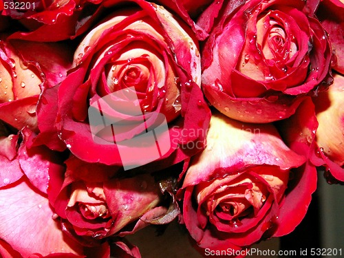 Image of red roses