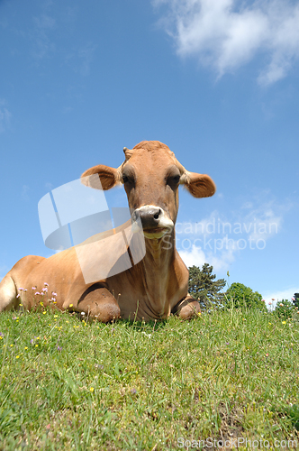 Image of Face of sad cow resting on green grass