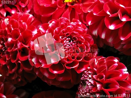 Image of red dahlias