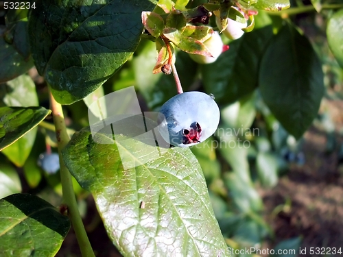 Image of bilberry