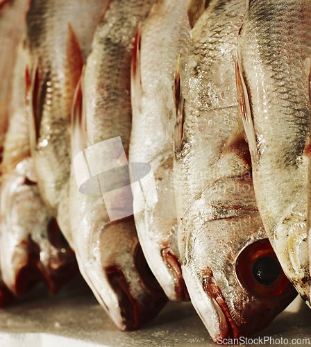 Image of Fresh Raw Dorado Fish