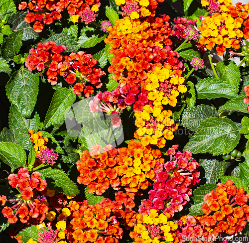 Image of Colorful Lantana Camara Flowers