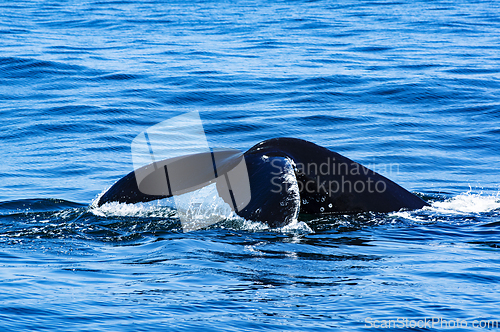 Image of Tail of Humpback Whale