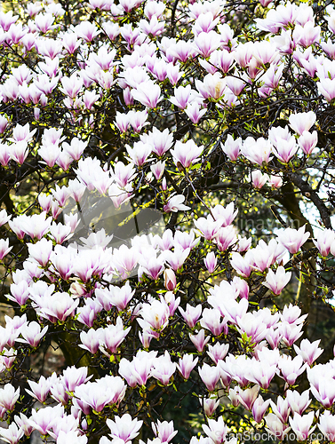 Image of Beautiful Pink Magnolia Blossoms