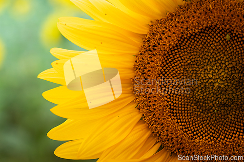Image of Yellow sunflower in a summer field