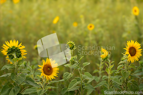 Image of Yellow sunflowers in a summer field