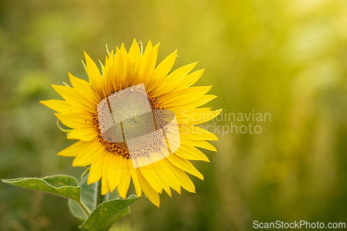 Image of Yellow sunflower in a summer field