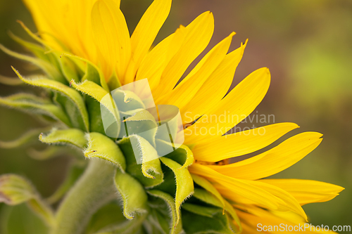 Image of Yellow sunflower in a summer field