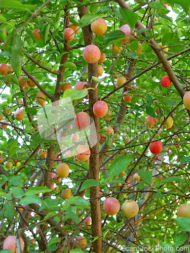 Image of Cherry plum tree with many ripening fruits