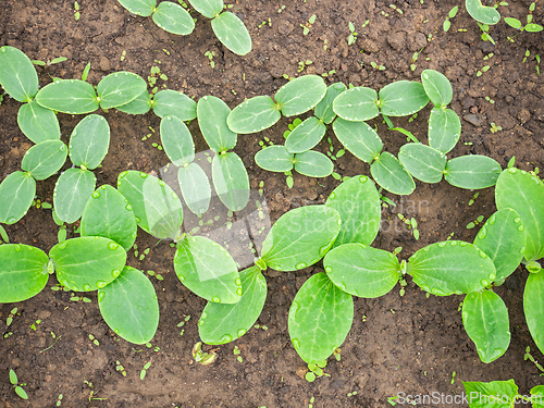 Image of Sown small pumpkin plants on soil, cotyledon leaves