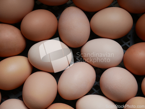 Image of Chicken eggs of various color, hues and structure raw gourmet pr