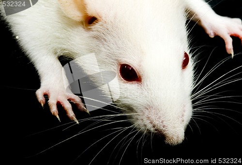 Image of White Rat